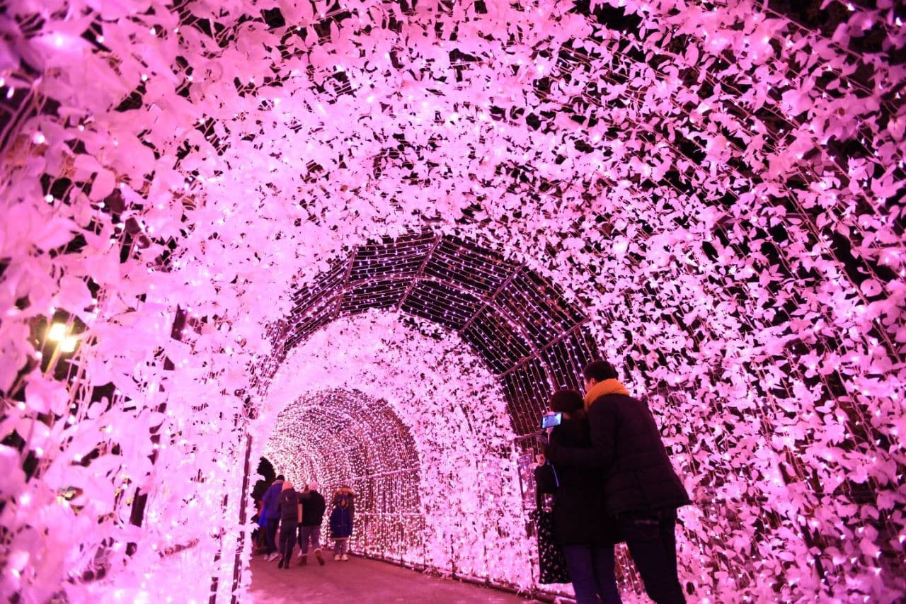 Alpaca World, Nami Island, and Garden of Morning Calm Tour from Seoul - image 9