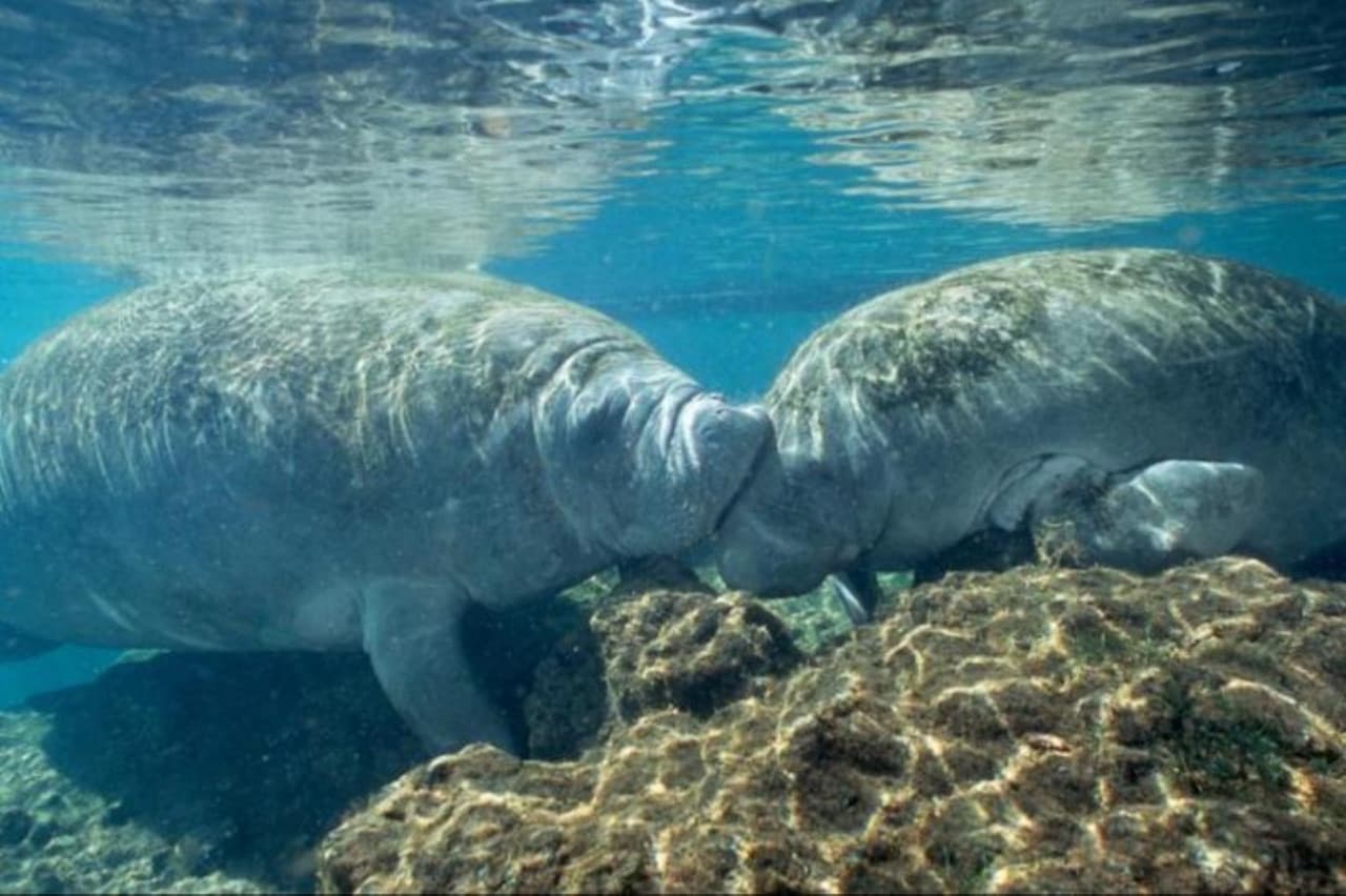 Florida Nature Coast Tour: Crystal River with Manatees Snorkelling, Homosassa State Park - image 3
