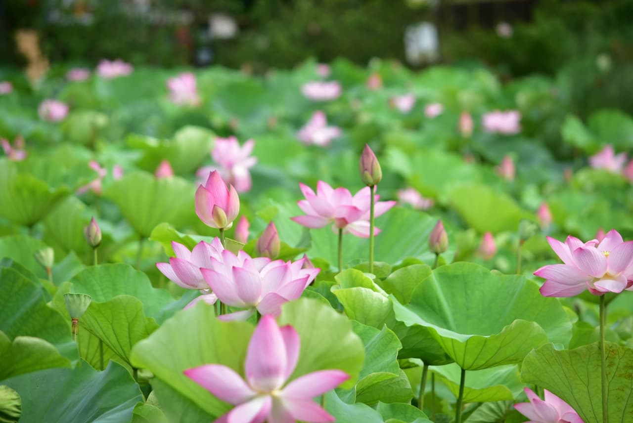 Okinawa Southeast Botanical Gardens - image 7