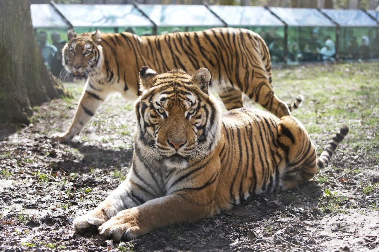 Thoiry ZooSafari: Skip The Line - image 14