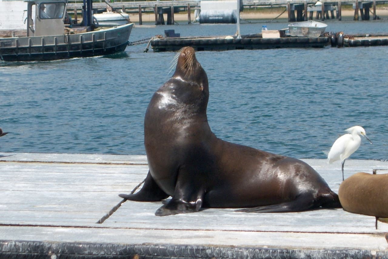 San Diego Harbour Cruise - image 4