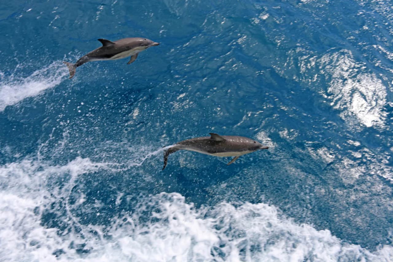 Wilsons Promontory Whale Watching Sightseeing Cruise - image 2