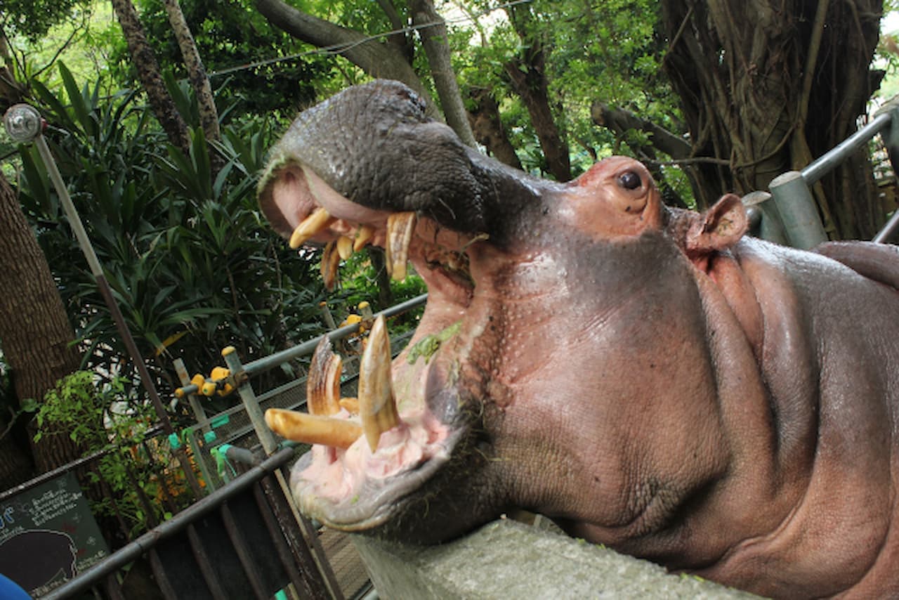 Entrada para Okinawa Zoo & Museum - imagen 7