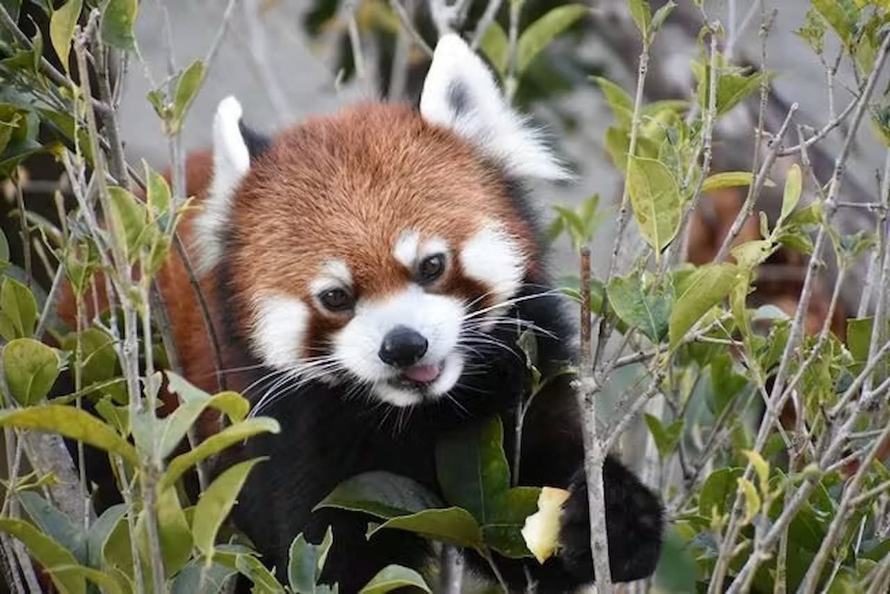 Zoológico y Jardines Botánicos Higashiyama de la ciudad de Nagoya - imagen 4