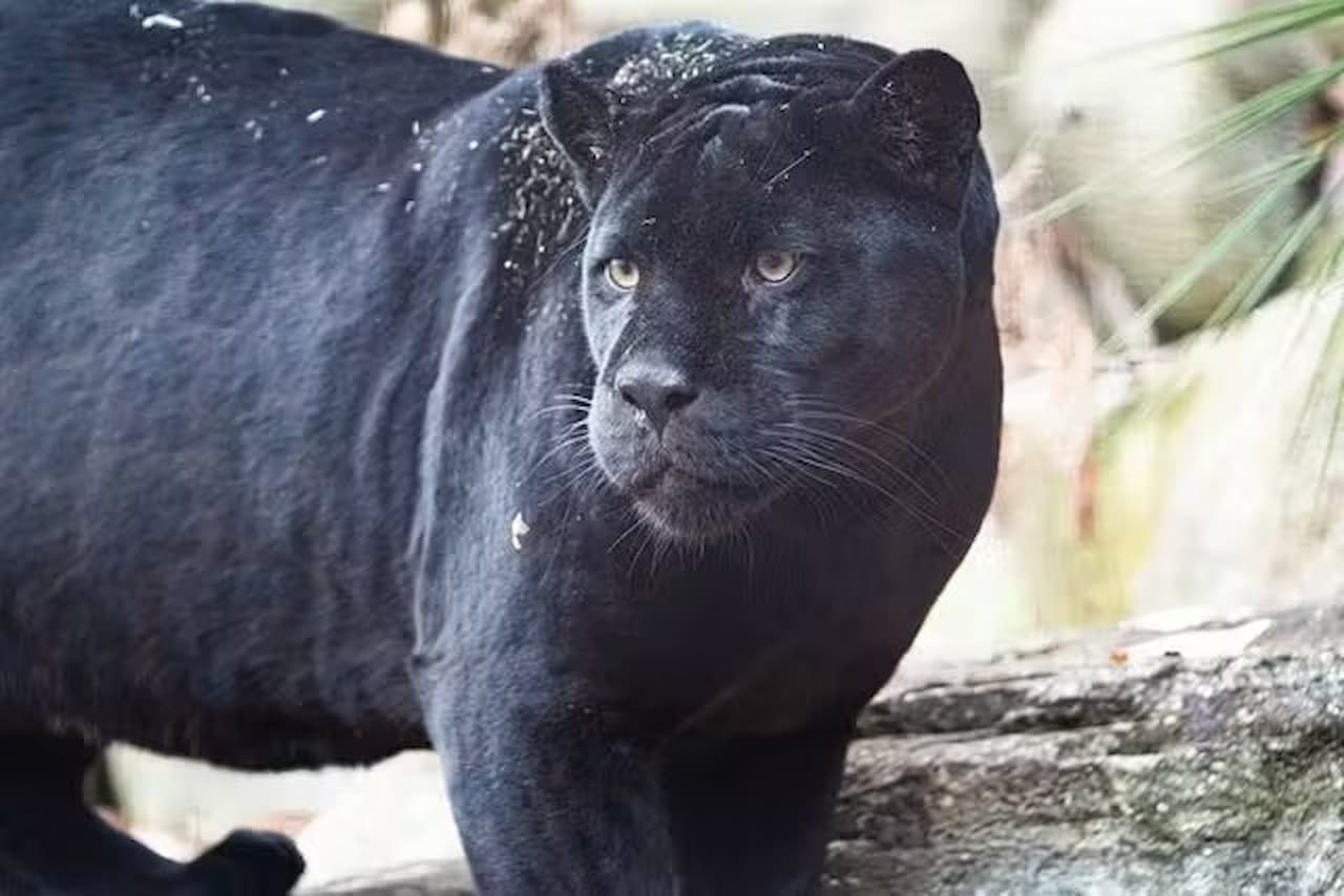 Zoológico y Jardines Botánicos Higashiyama de la ciudad de Nagoya - imagen 8