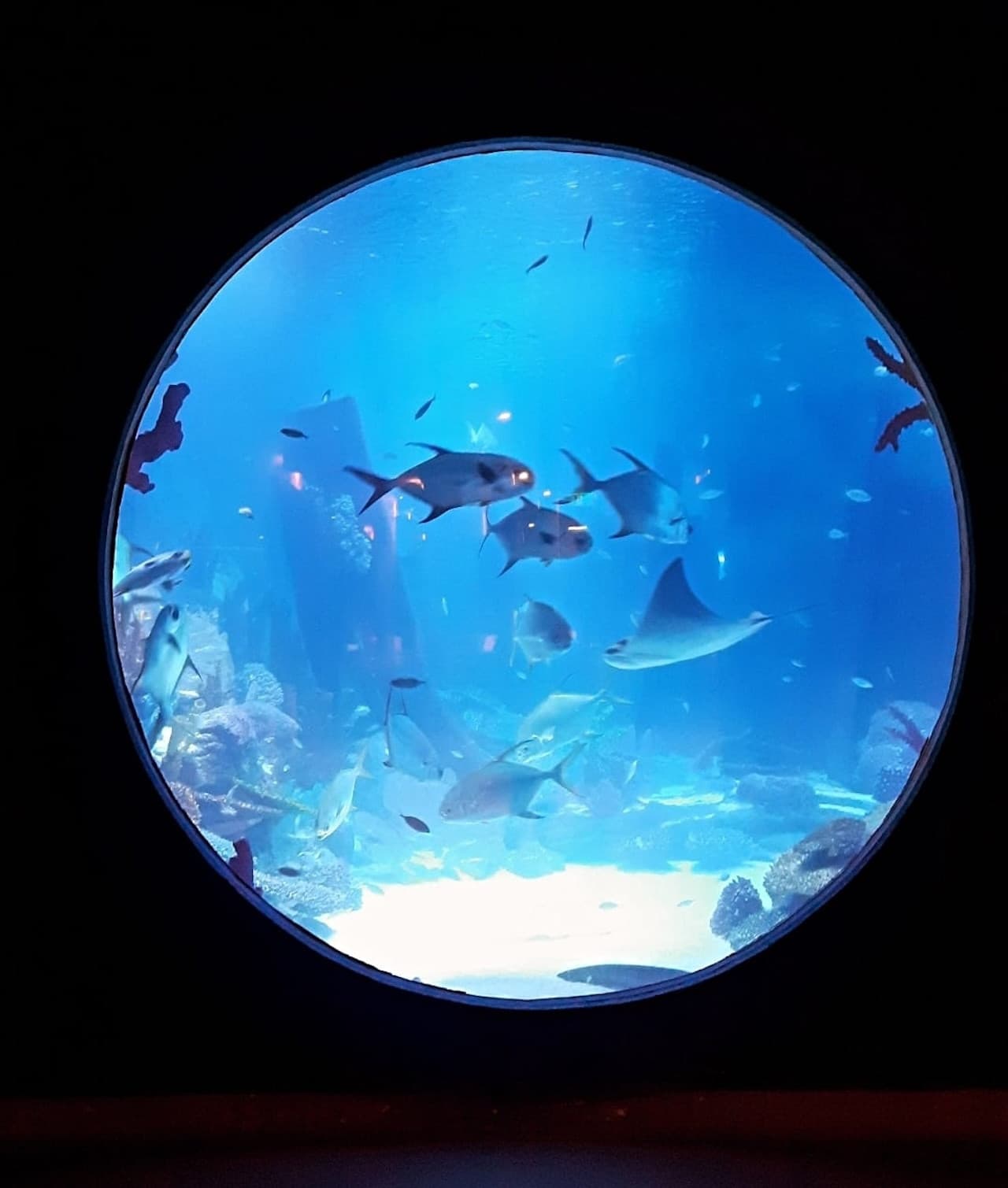 Emaar Aquarium and Underwater Zoo Ticket - image 3