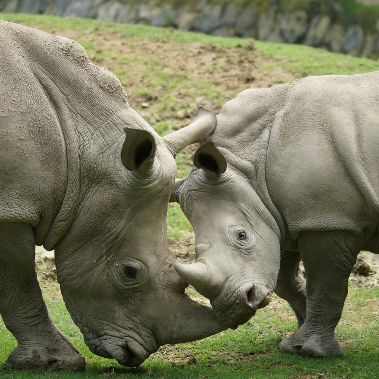 ZooParc de Beauval Ticket - 이미지 14