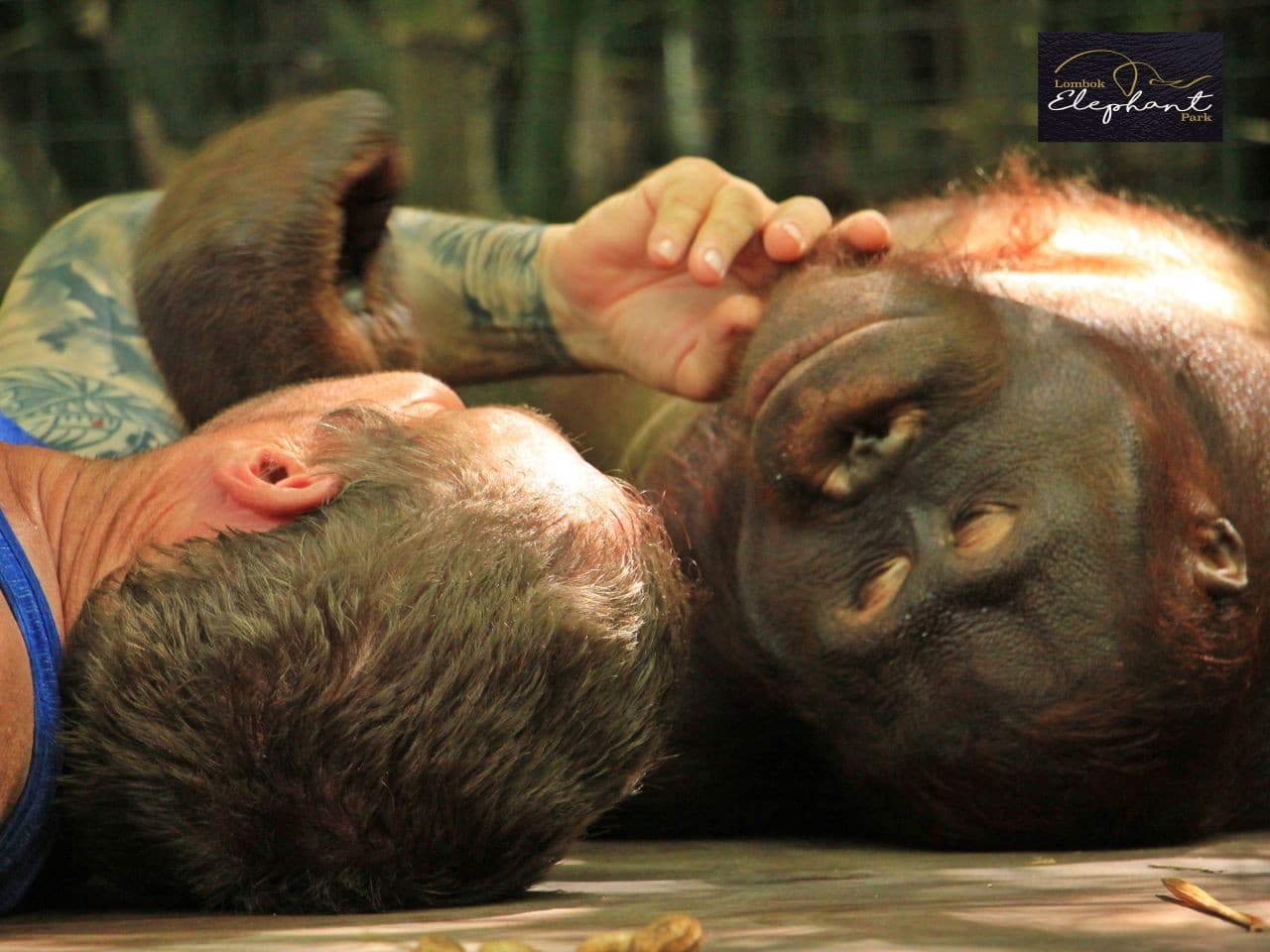 Lombok Wildlife Park Orangutan Interaction - image 4