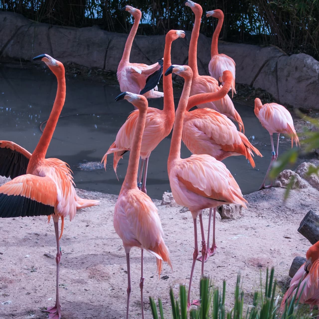 Zoo Aquarium Madrid - image 3