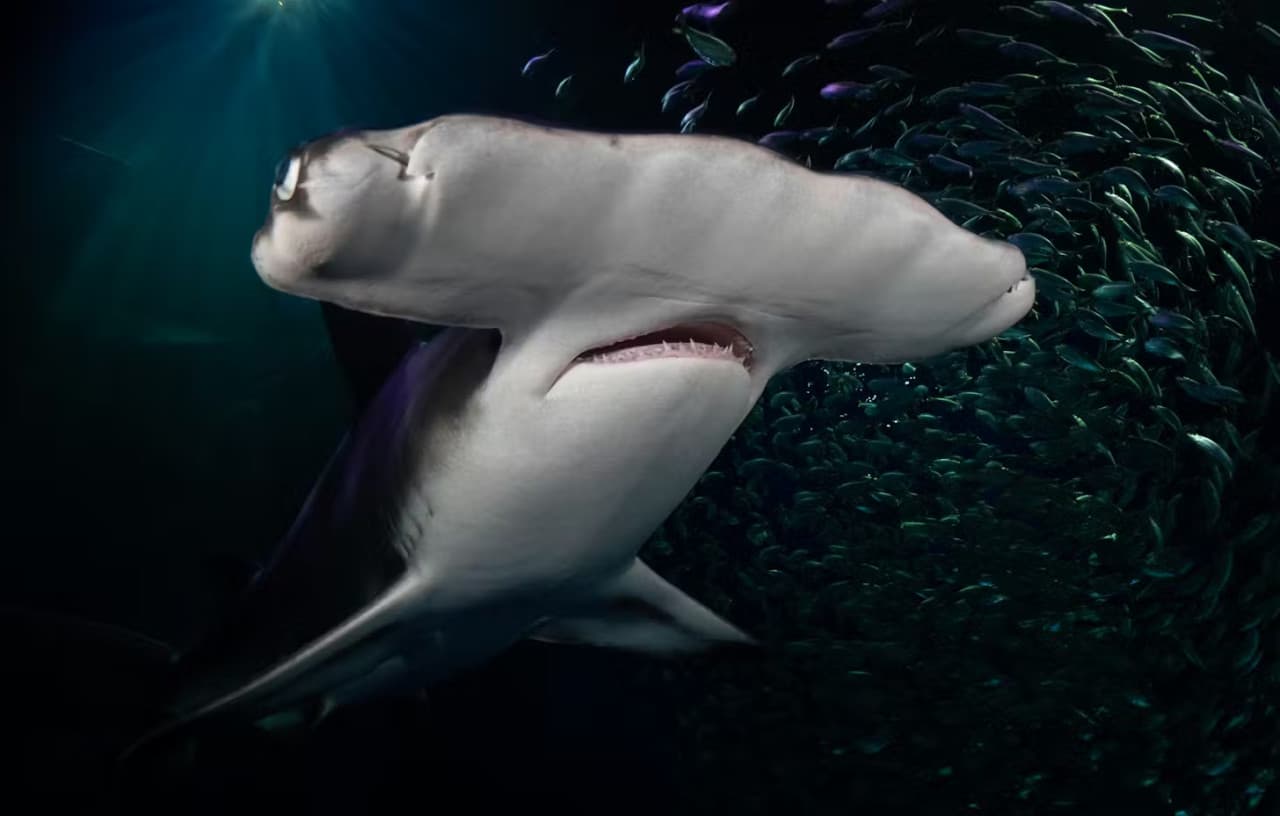 Georgia Aquarium: Fast Track Ticket - image 14