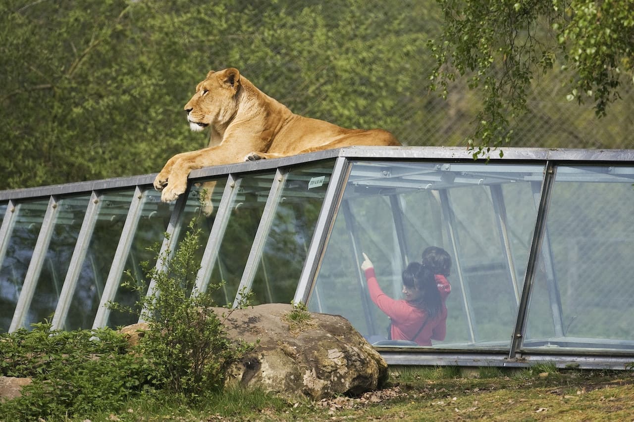 Thoiry ZooSafari: Skip The Line - image 11