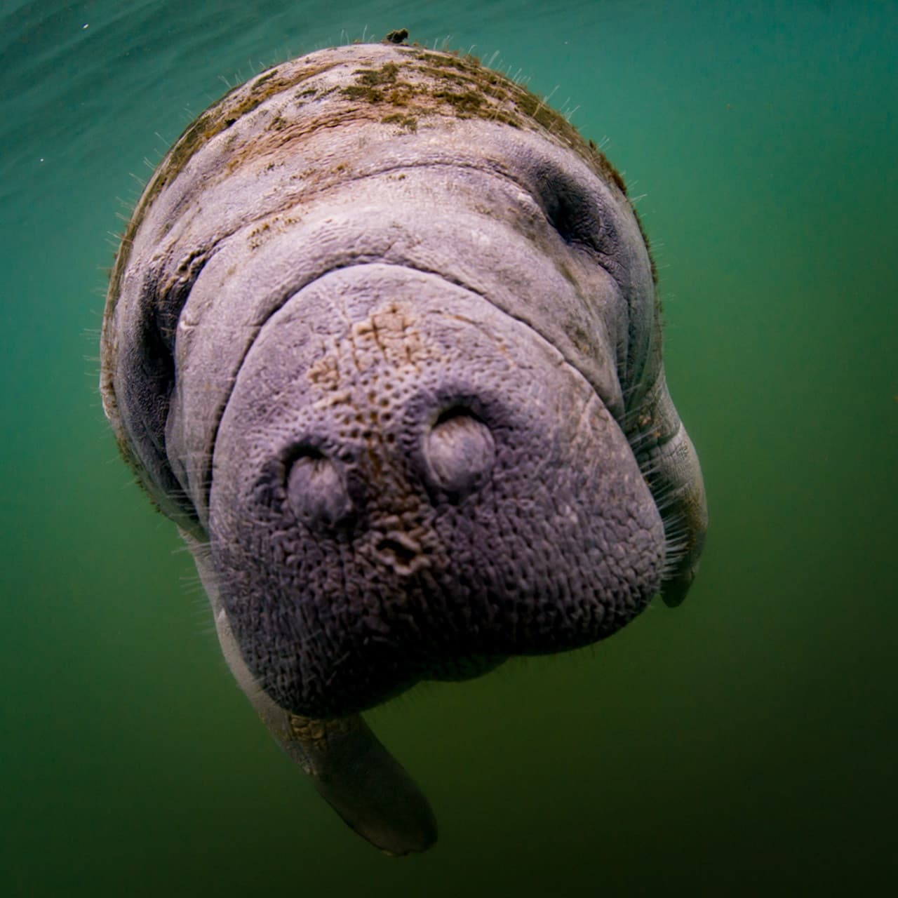Florida Nature Coast Tour: Crystal River with Manatees Snorkelling, Homosassa State Park - image 7