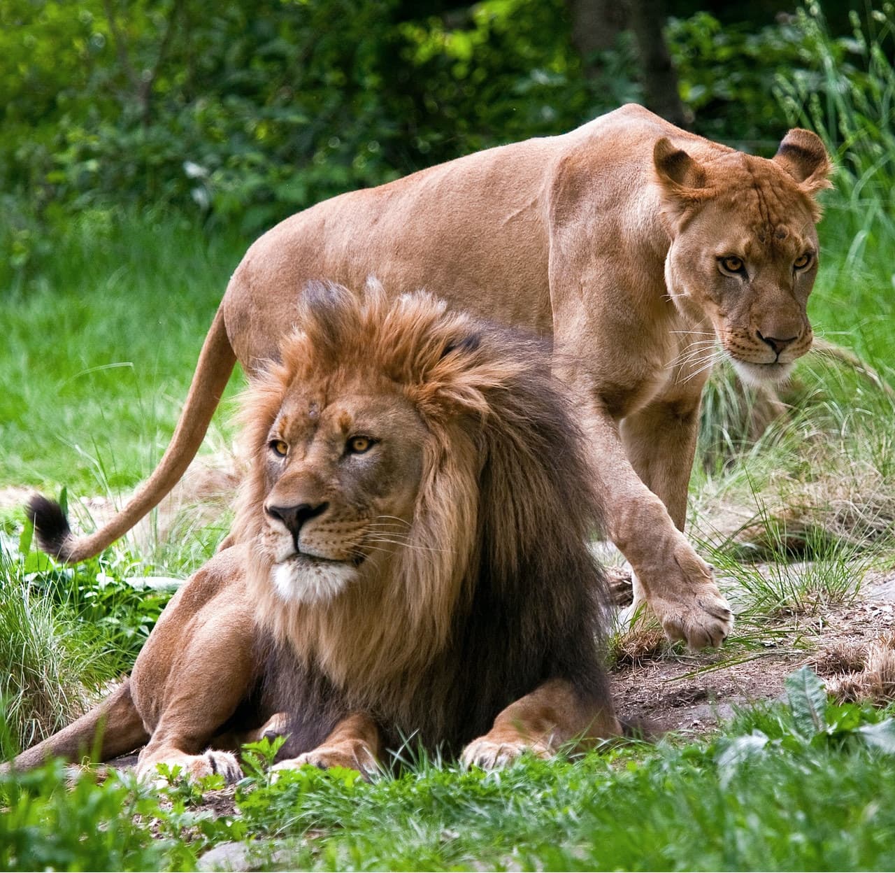 Bronx Zoo - image 4