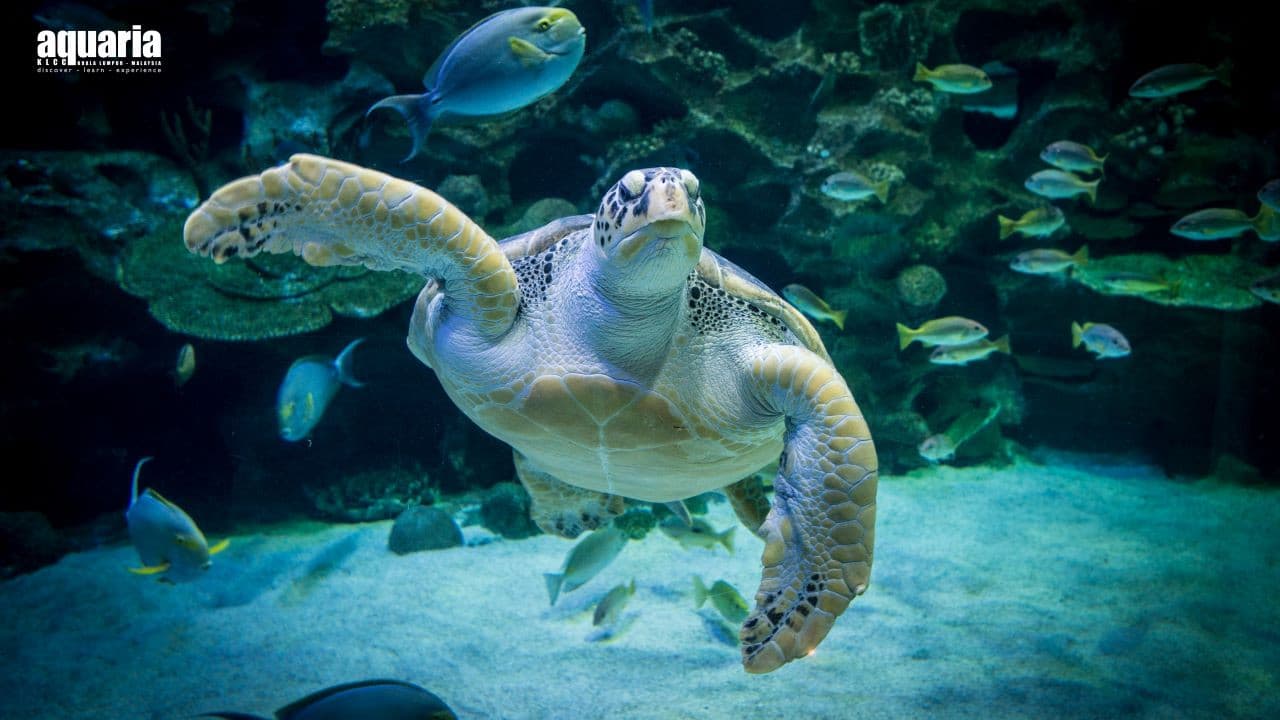 COMBO: Aquaria KLCC + Berjaya Times Square Theme Park Tickets - image 3