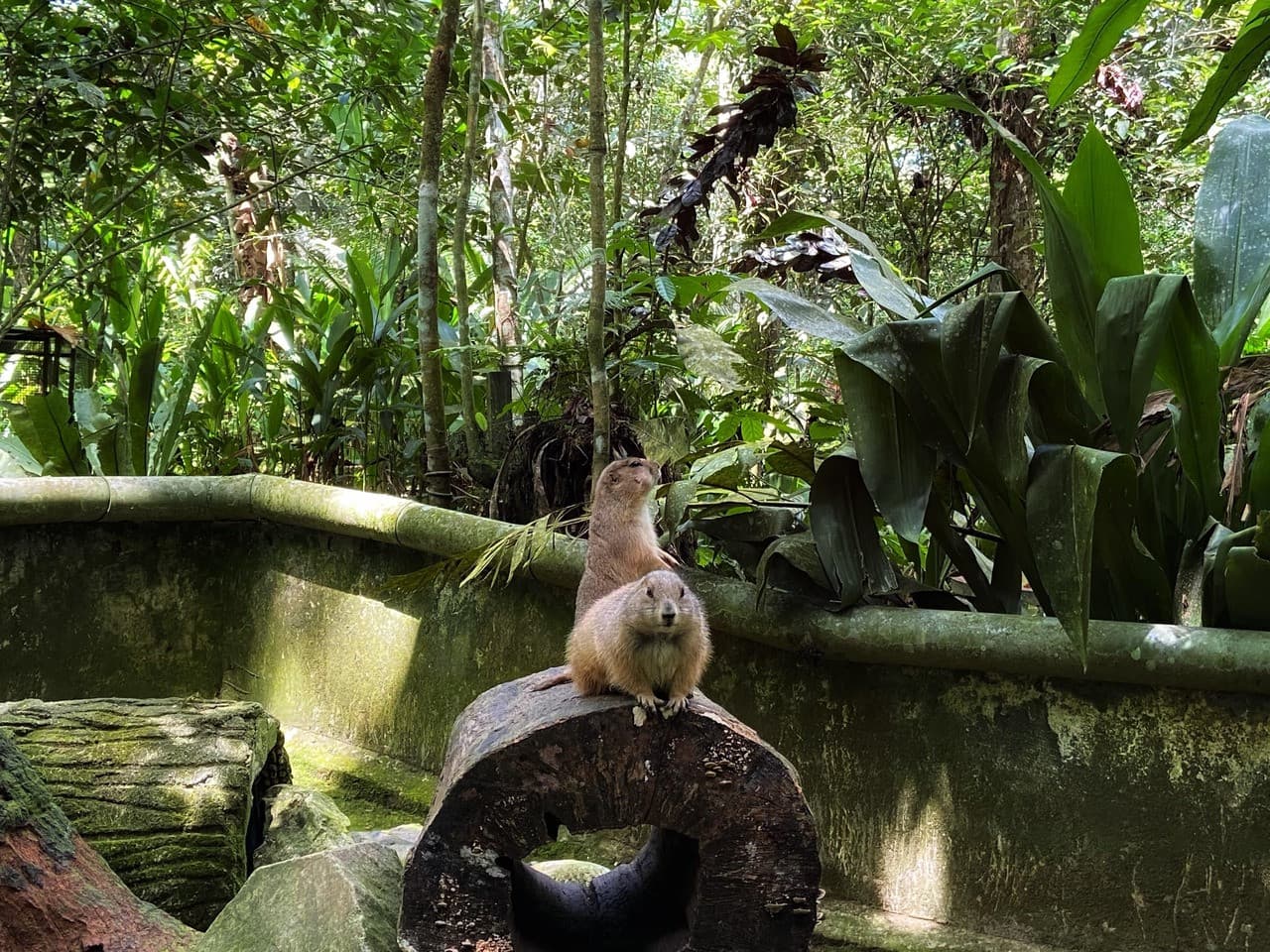 Batu Caves and Kuala Gandah Elephant Sanctuary Full-Day Tour from Kuala Lumpur - image 13