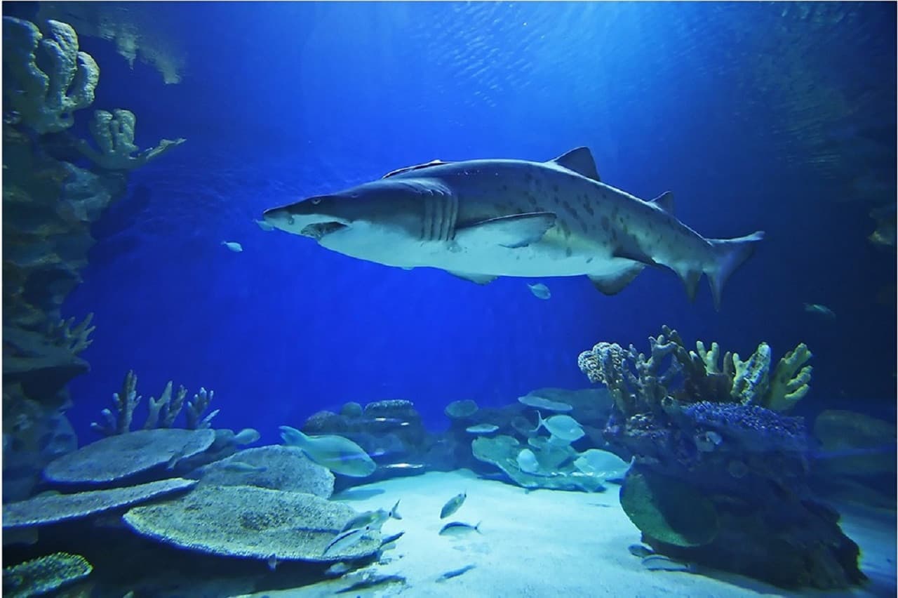 Dubai Aquarium and Underwater Zoo Ticket - image 7
