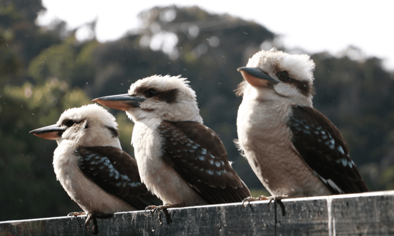 Grampians National Park Day Tour from Melbourne - image 13