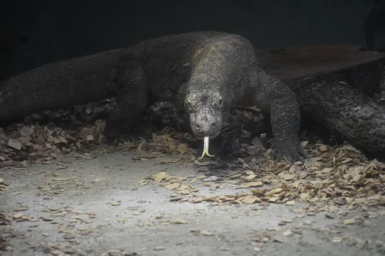 Zoológico y Jardines Botánicos Higashiyama de la ciudad de Nagoya - imagen 3