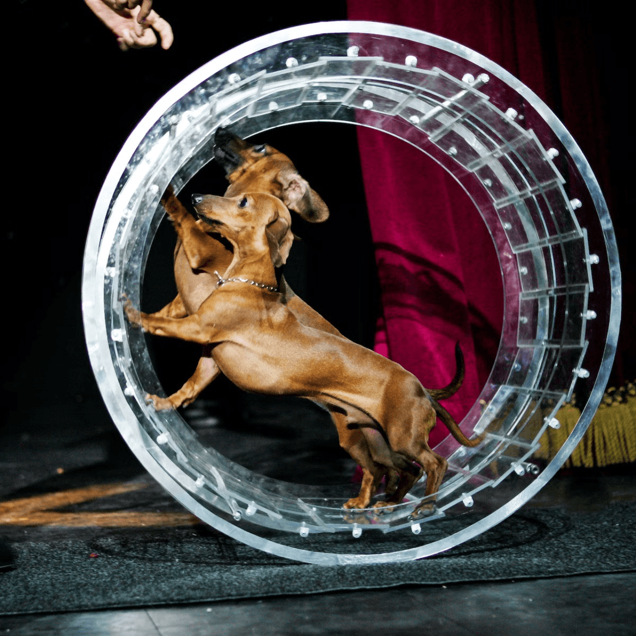 V Theatre Las Vegas - Popovich Comedy Pet Theatre - main image