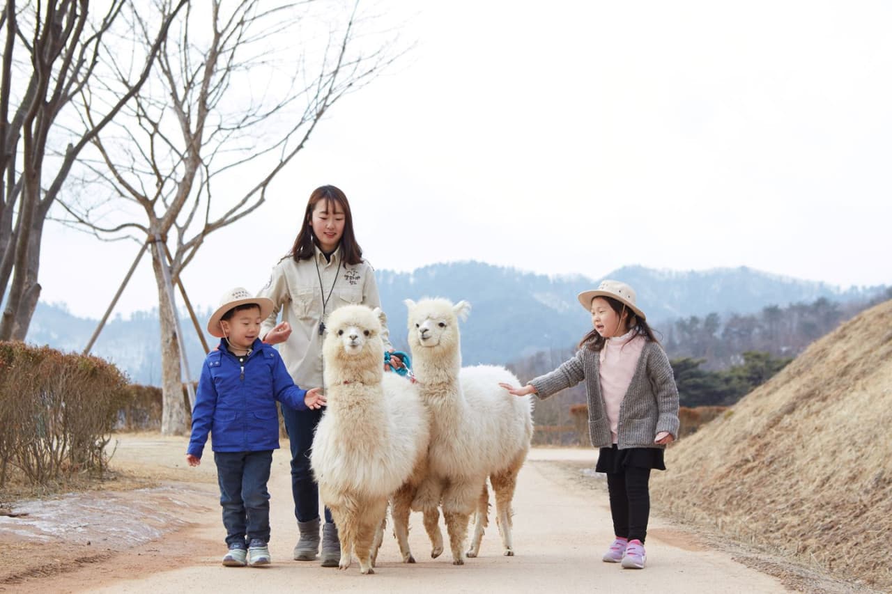 Alpaca World, Nami Island, and Garden of Morning Calm Tour from Seoul - imagen principal