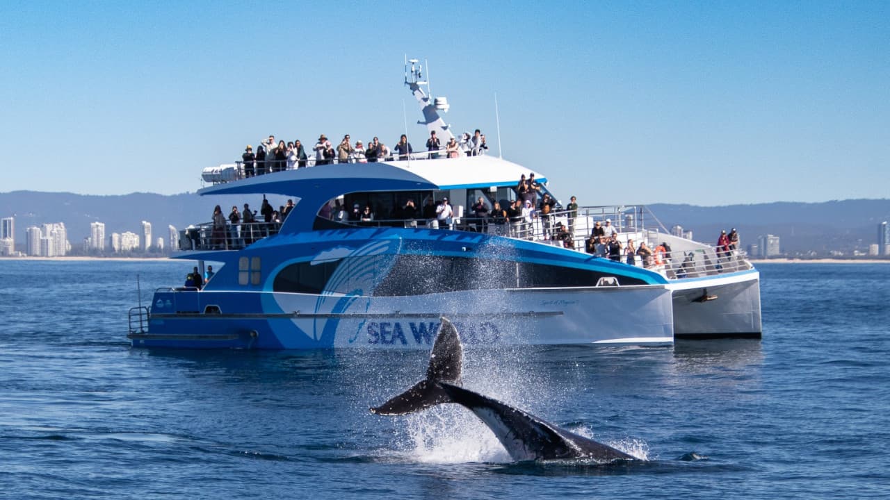 Gold Coast Whale Watching Cruise aboard Sea World Cruises - main image