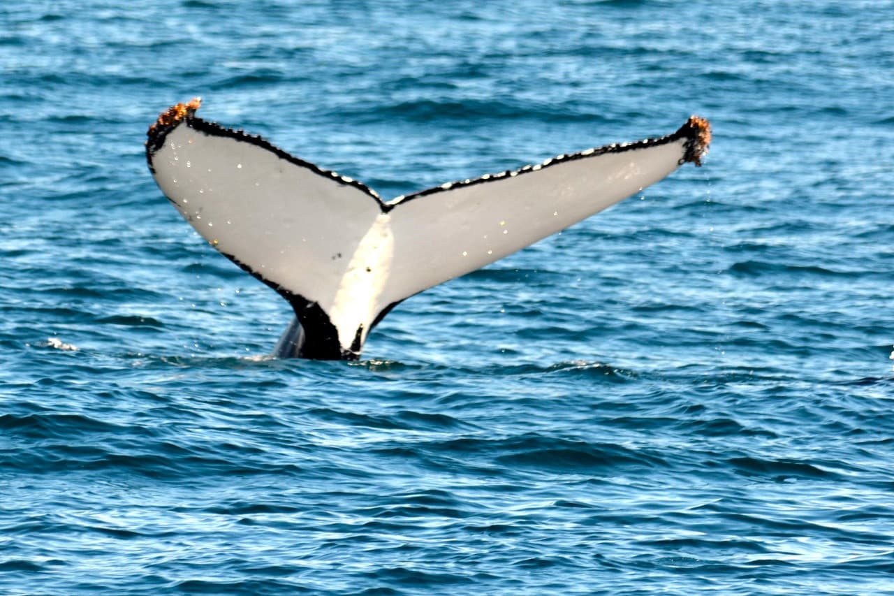 Sydney Whale Watching Cruise with Breakfast or Lunch with Sydney Princess Cruises - image 14