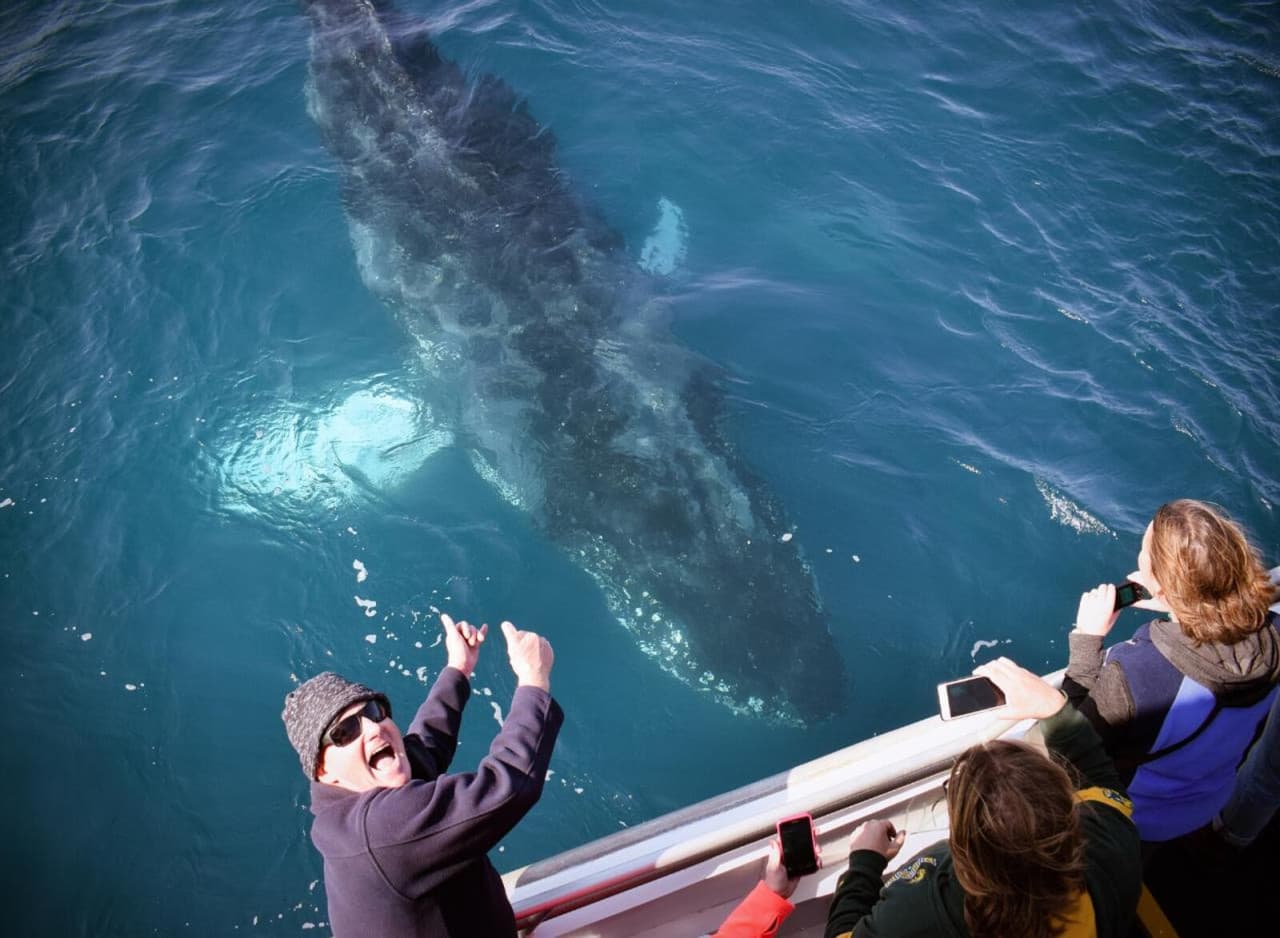 Wilsons Promontory Whale Watching Sightseeing Cruise - main image