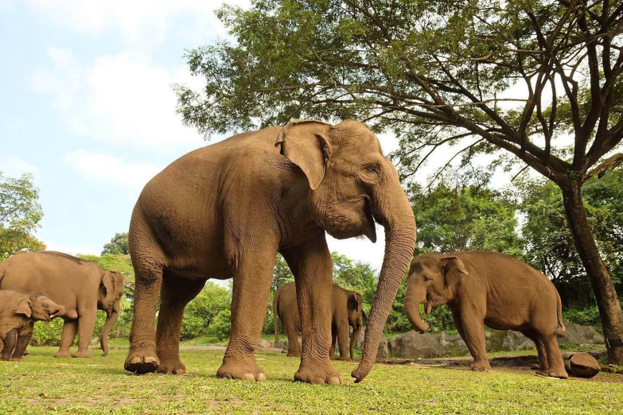 Bali Safari Park Ticket - image 5