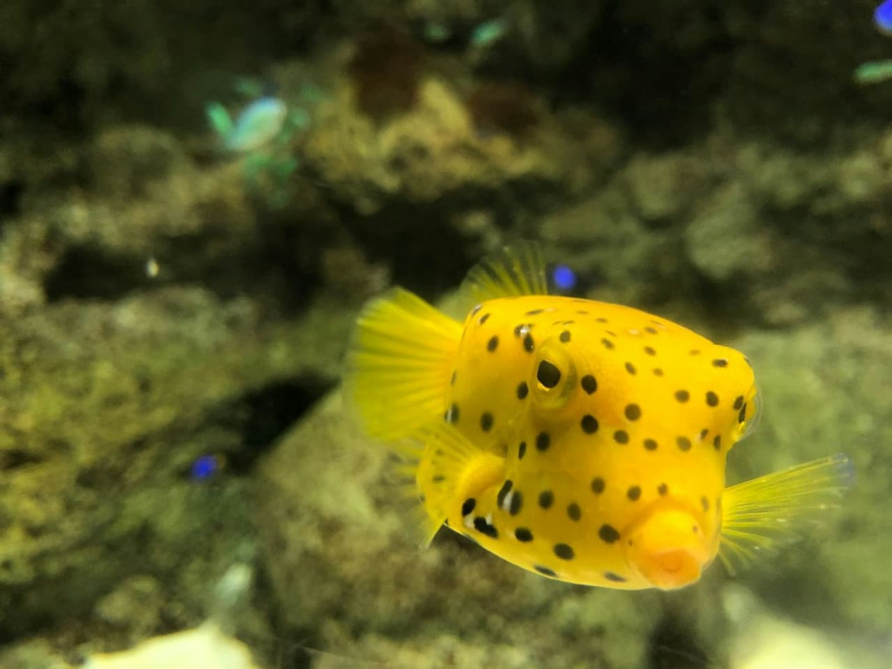 Entrada al Acuario de Lanzarote - imagen 6