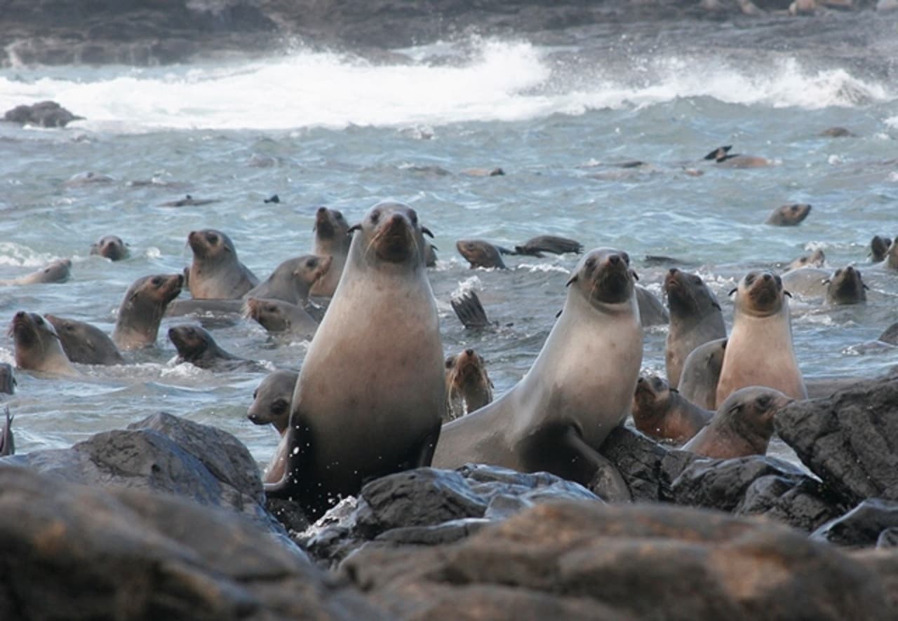 Phillip Island Seal Watching Cruise - main image