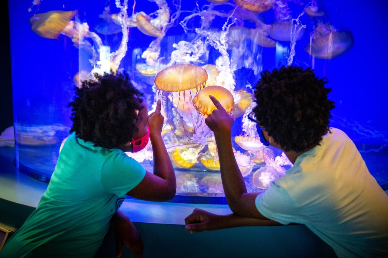 Skip The Line Ticket - Aquarium of the Pacific - main image