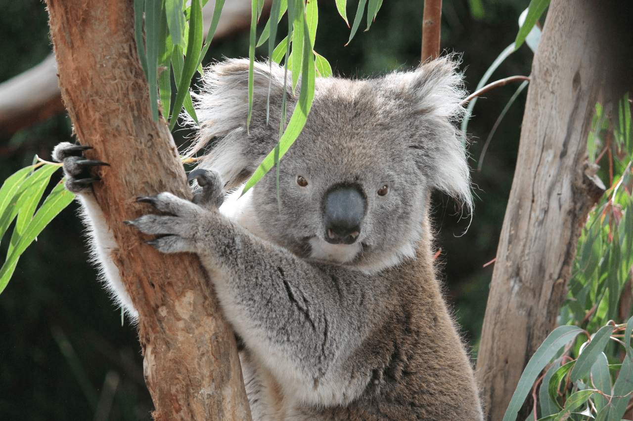 Moonlit Sanctuary Wildlife Conservation Park Ticket - image 14