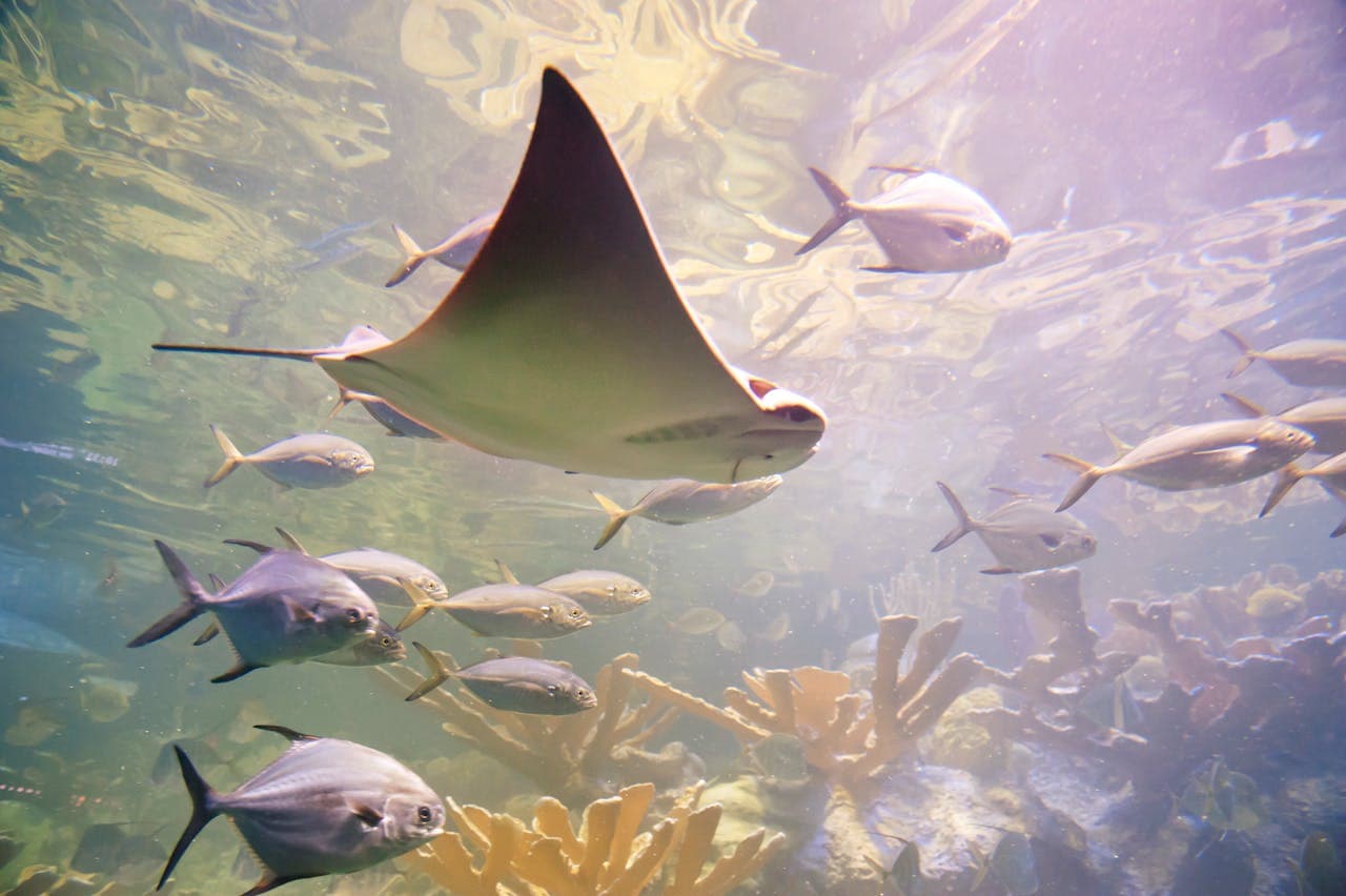New England Aquarium Ticket - image 9