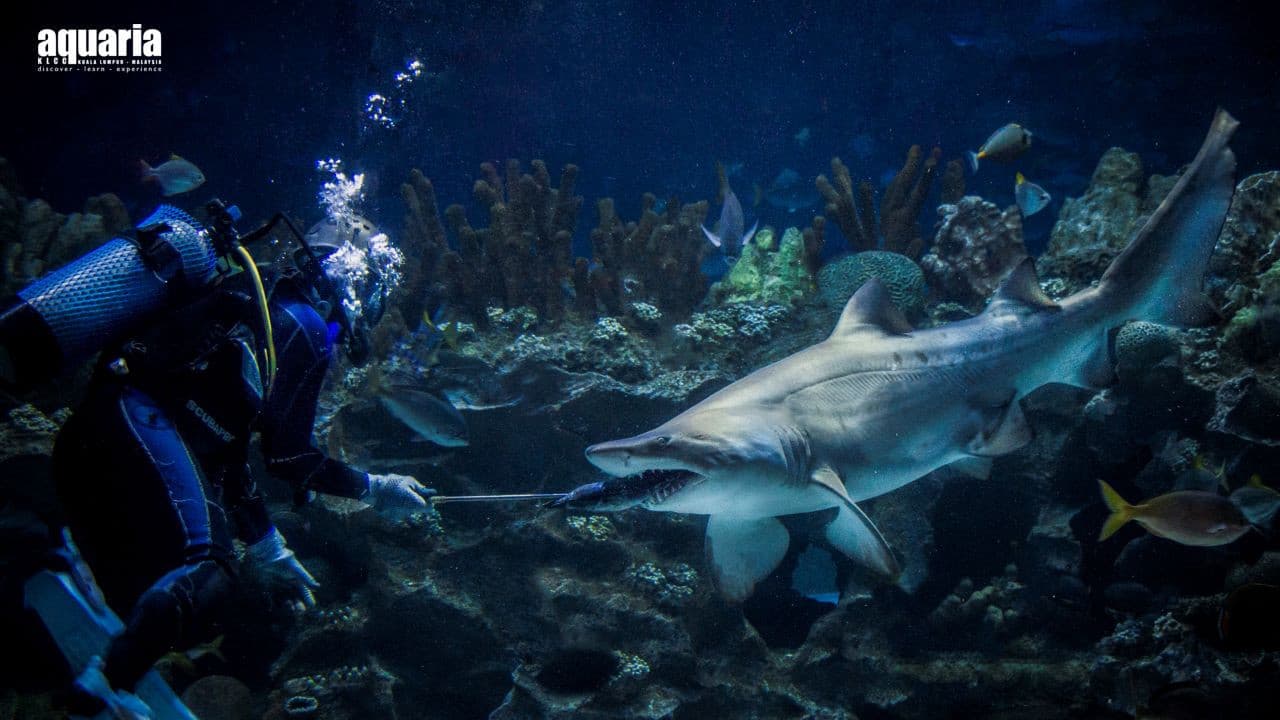 COMBO: Entradas para Aquaria KLCC + Parque temático Berjaya Times Square - imagen 5