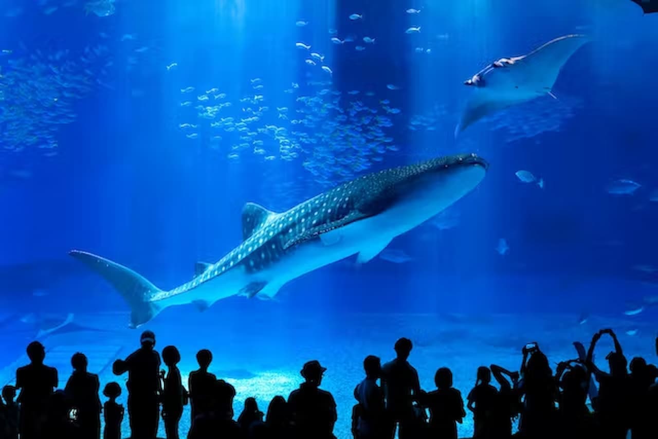 Okinawa Churaumi Aquarium Ticket - main image