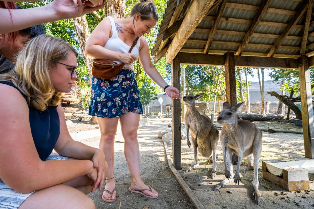 Daintree, Mossman Gorge, and Wildlife Habitat Port Douglas Full-Day Tour - image 6