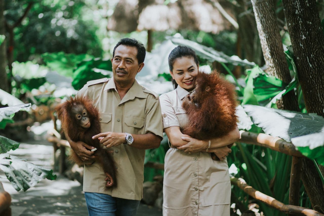 Lombok Wildlife Park Orangutan Interaction - image 3