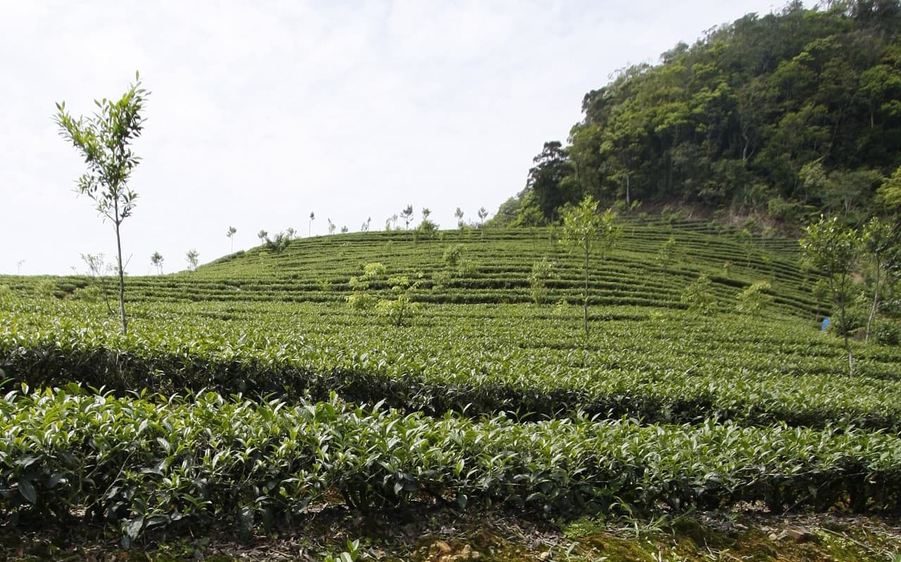 Thousand Island Lake and Pinglin Tea Plantation Tour - image 6