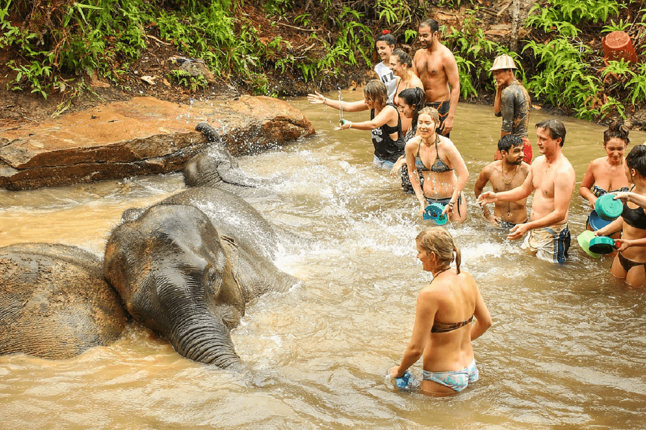 Elephant Jungle Sanctuary Phuket - image 15