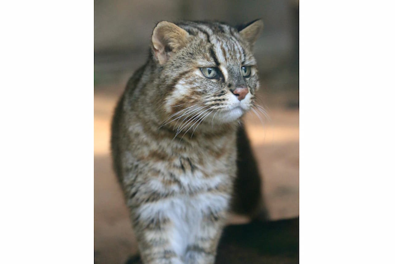 Okinawa Zoo & Museum Ticket - image 3