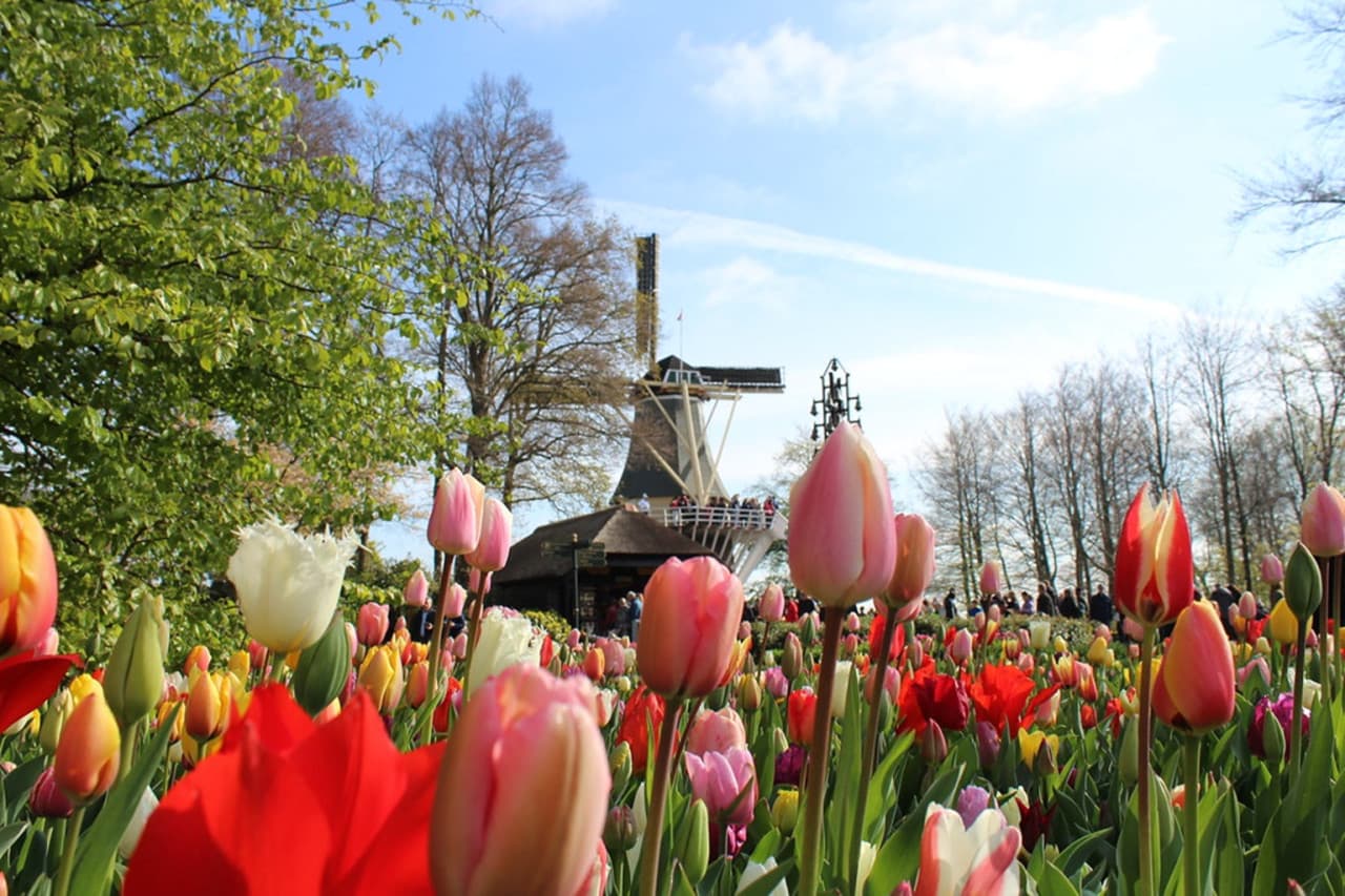 Keukenhof Gardens Ticket with Round Trip Bus Transfer from Amsterdam - image 4