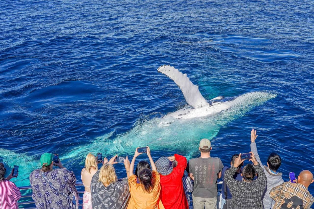 Gold Coast Whale Watching Cruise aboard Sea World Cruises - image 4