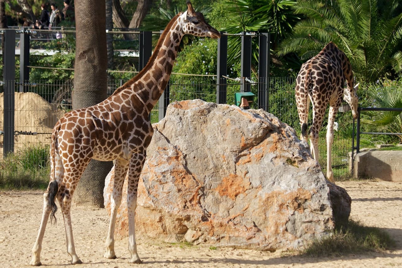 Barcelona Zoo - image 9