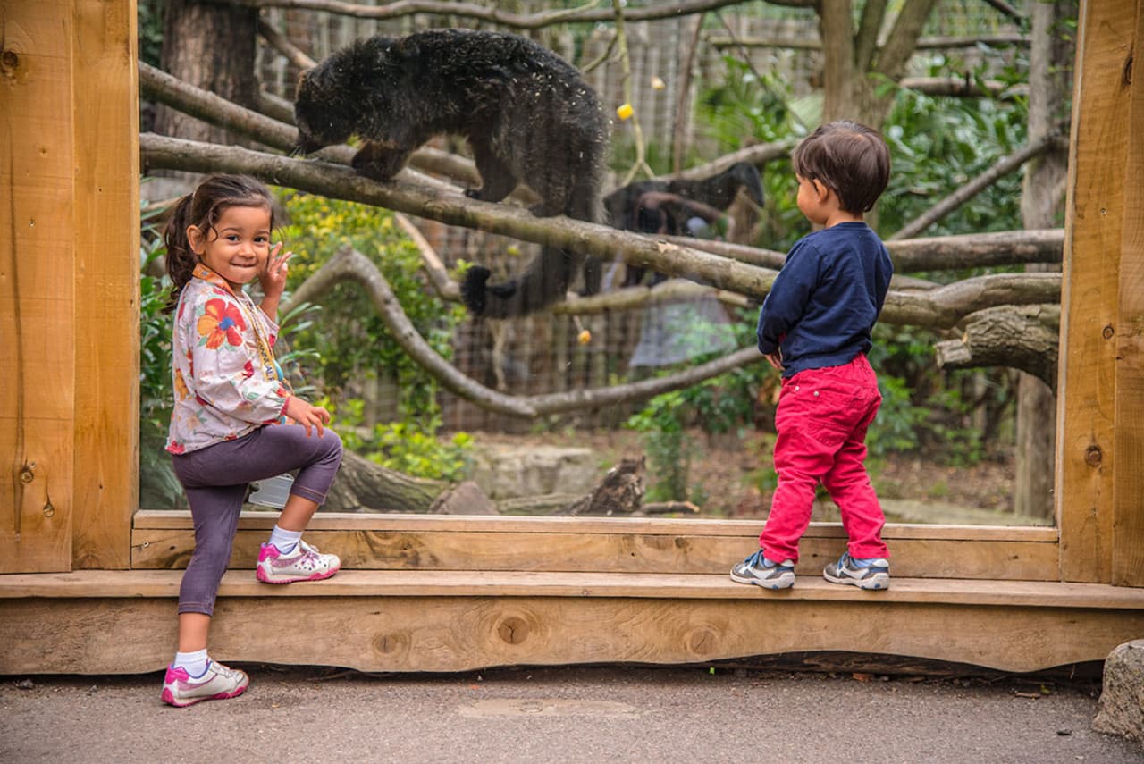 Chessington World of Adventures Ticket - image 20