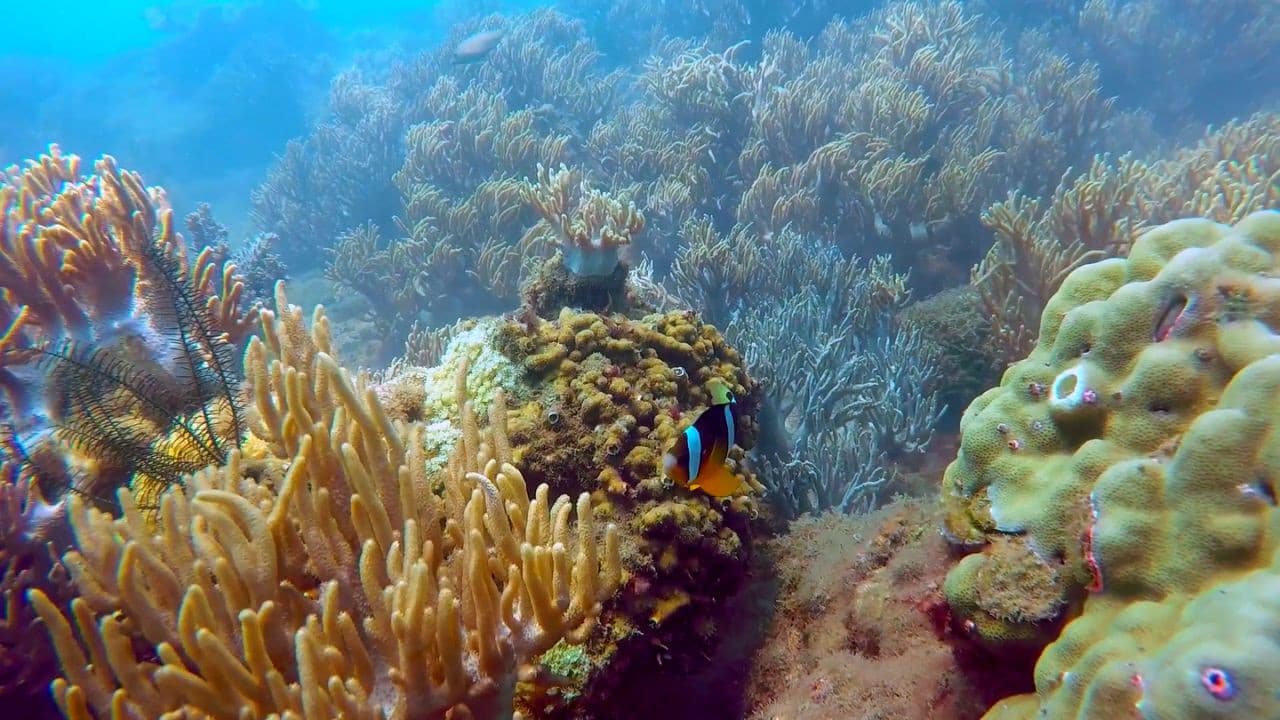 Cham Islands Underwater Walking and Snorkelling Half-Day Tour from Da Nang - image 8