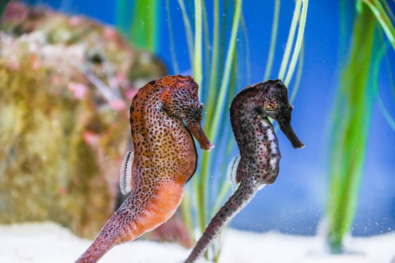 SEA LIFE Konstanz Aquarium Ticket - imagen 6