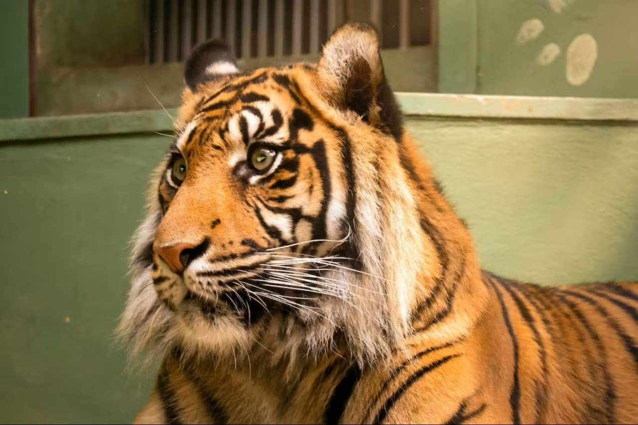Prague Zoo Ticket + Audio Guide - image 3