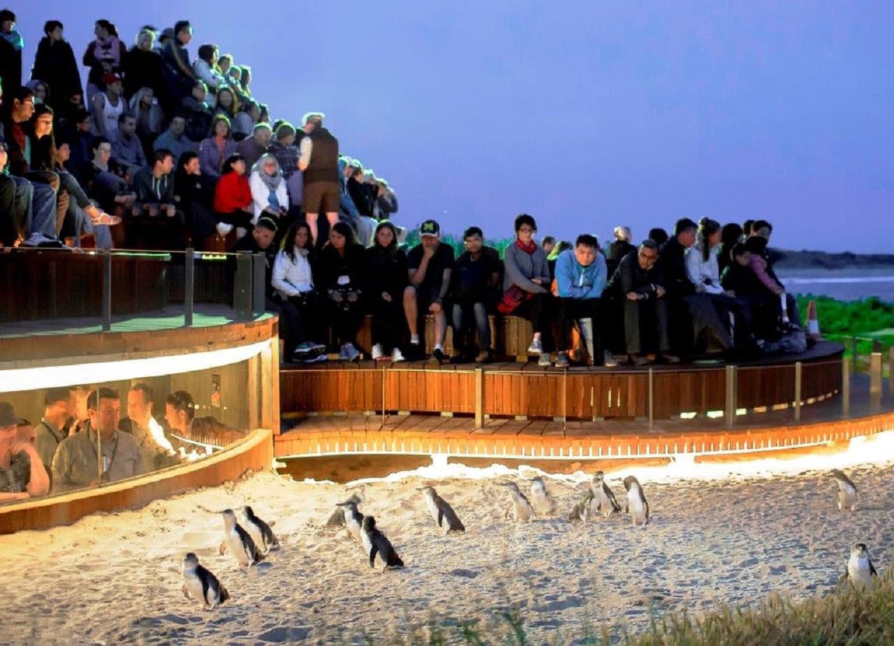 Phillip Island Nature Parks - Penguin Parade Ticket - image 6