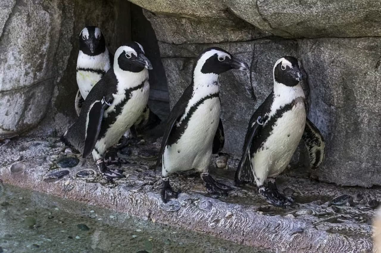 2-Visit Pass: San Diego Zoo + San Diego Zoo Safari Park Tickets - image 8