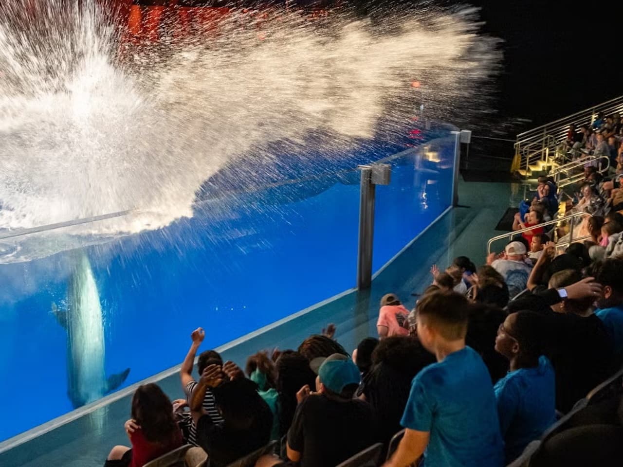 Georgia Aquarium: Fast Track Ticket - imagen 6